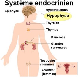 Carte médicale d’urgence pour maladie spécialisée et patient non communicant
